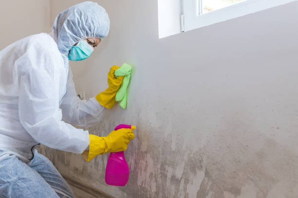 Best Mold Prevention Services in Las Lomas, CA